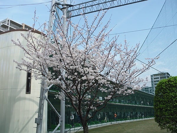 ニューゴルフプラザ幕張　桜